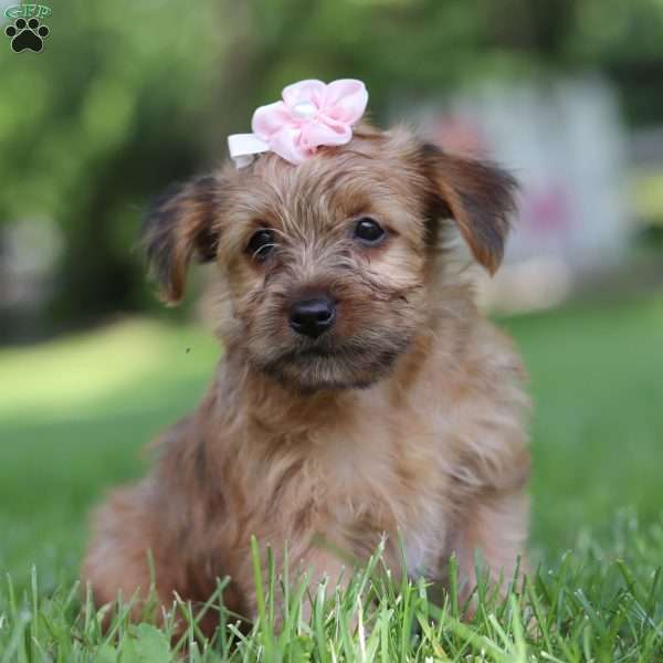 Bailey, Yorkie Poo Puppy